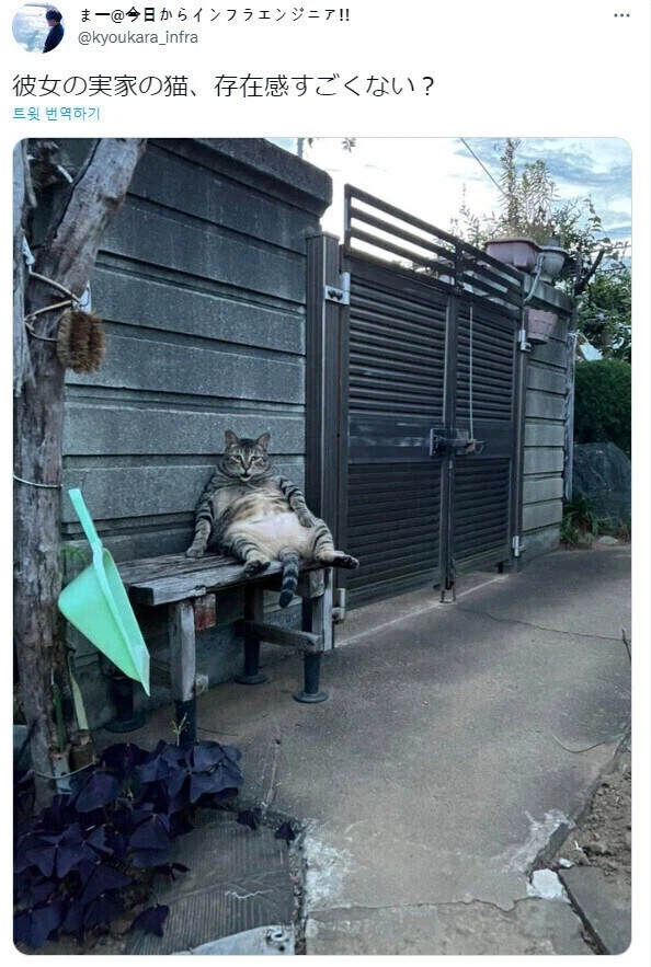 여자친구집에 굉장한 존재감의 고양이.jpg_1.webp