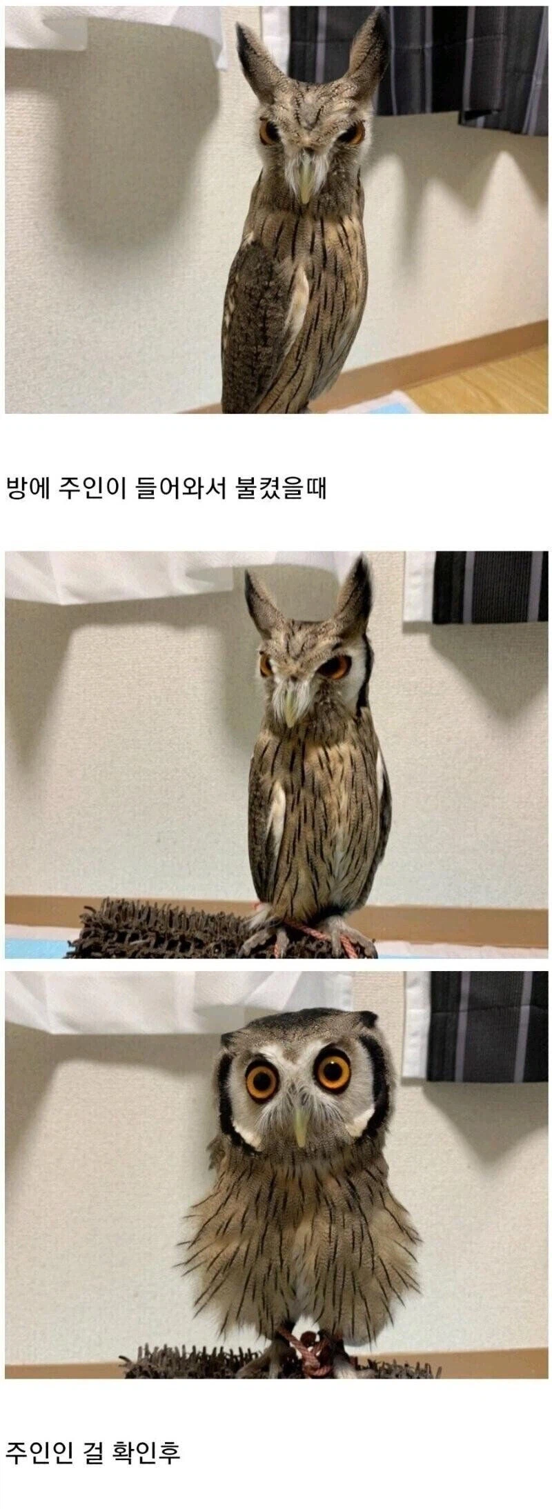 부엉이를 기르다 보면 볼 수 있는 광경.jpg_1.webp