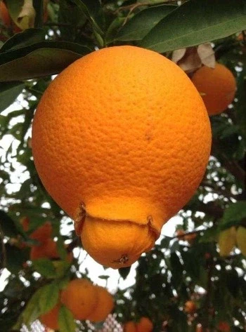 오렌지: 아자자잣!!_1.webp