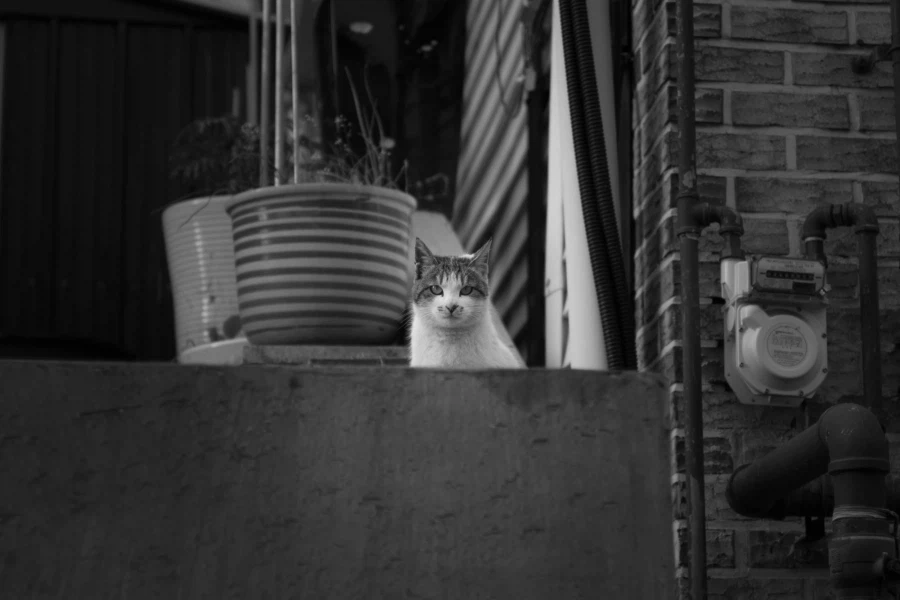 동네 고양이 찍음_1.webp