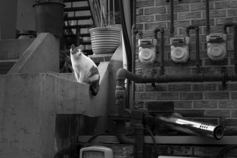 동네 고양이 찍음_2.webp