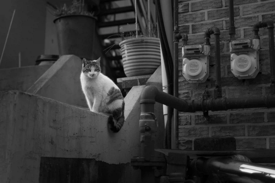 동네 고양이 찍음_3.webp