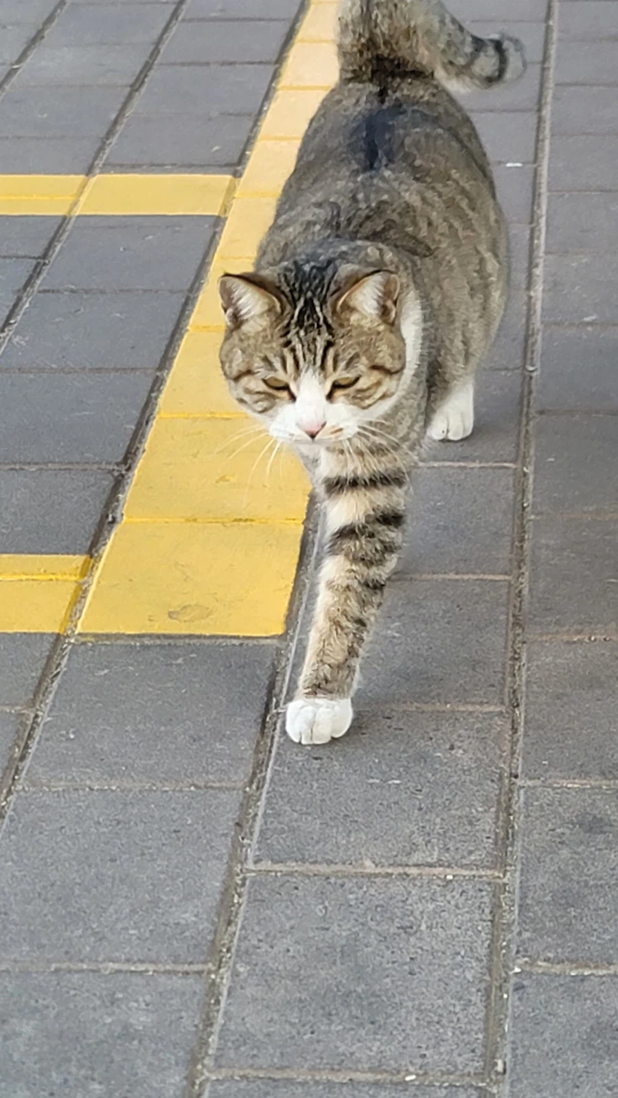 양궁장 고우앵이_7.webp