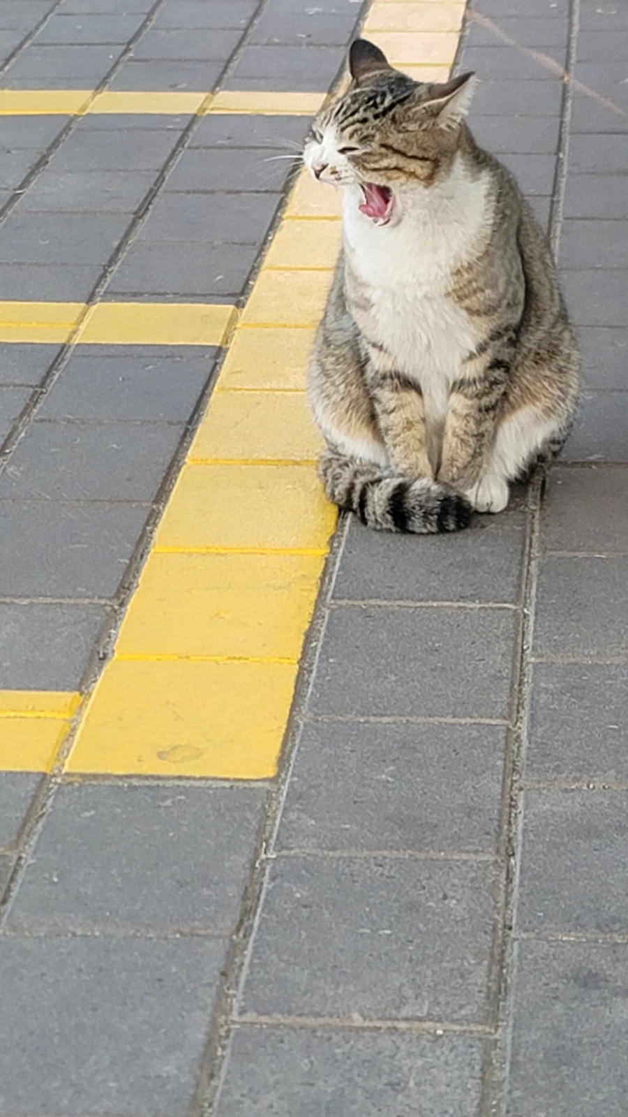 양궁장 고우앵이_8.webp