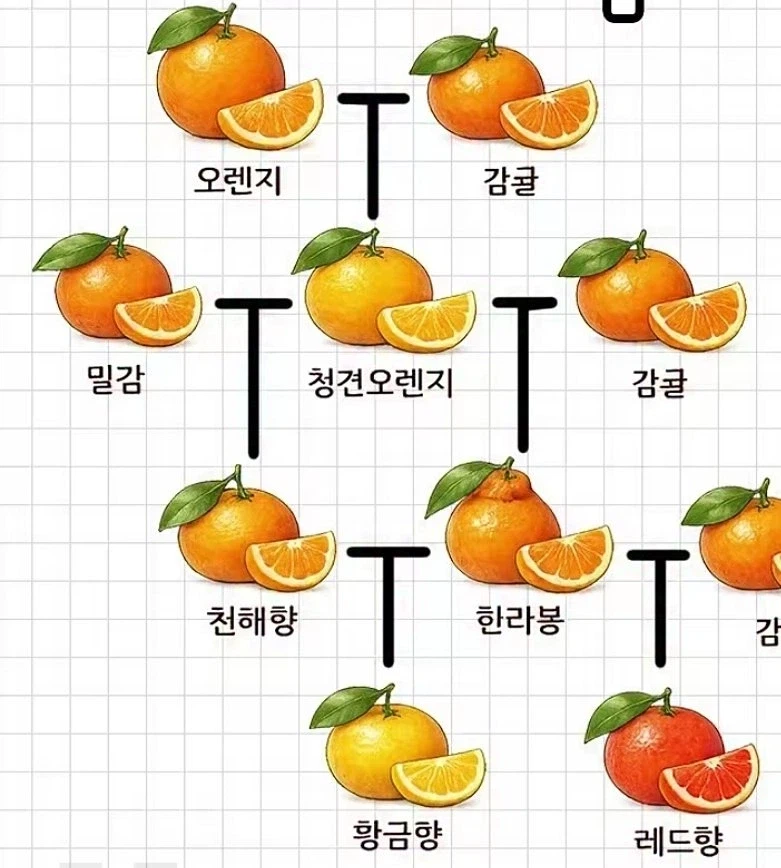 나름 복잡한 귤 족보_1.webp