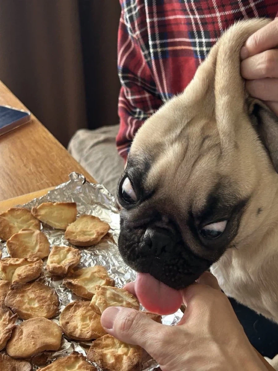 퍼그는 피부가 잘 늘어납니다_1.webp