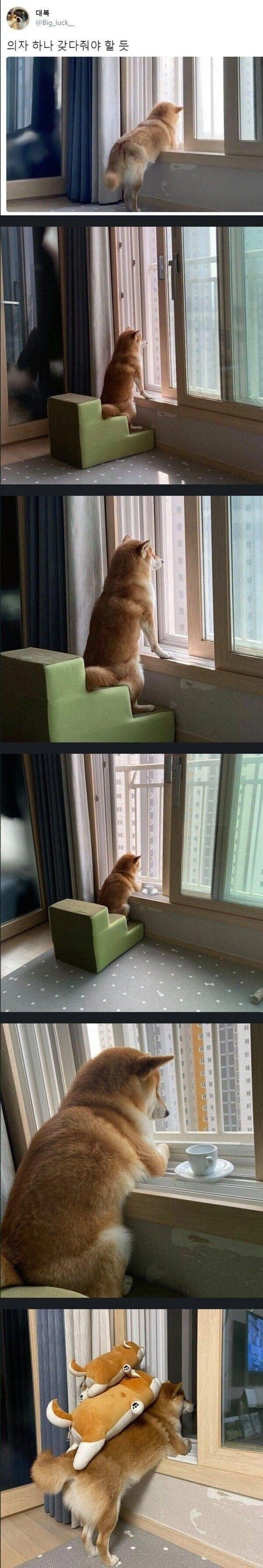 옆집 훔쳐보는게 취미인 댕댕이_1.webp