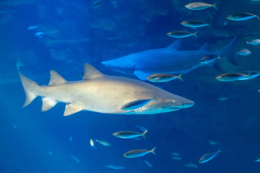 와 상어도 취업하기가 힘들구나..._1.webp