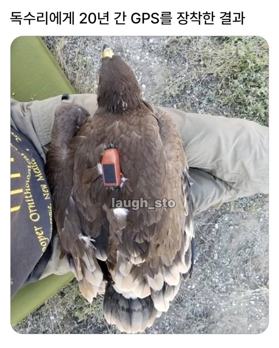 독수리에게 20년간 GPS를 달아보았다.jpg_1.webp