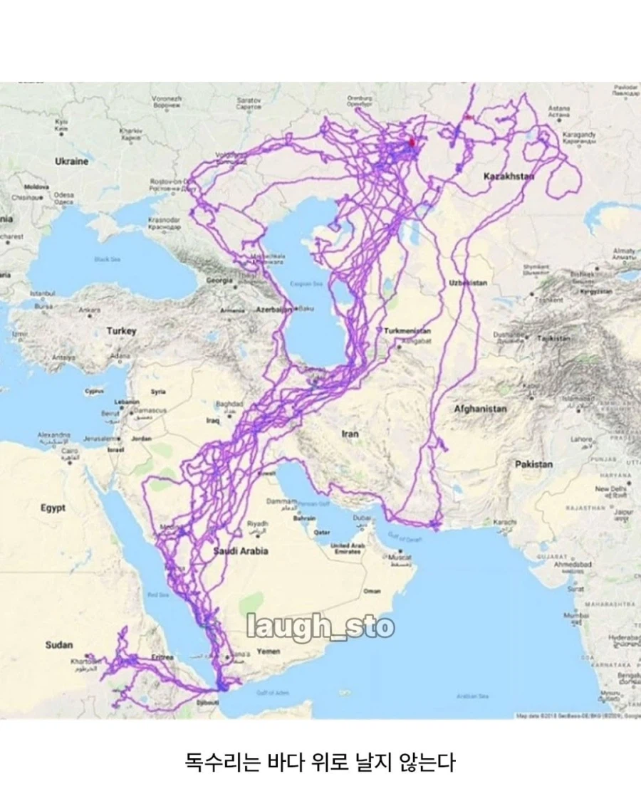 독수리에게 20년간 GPS를 달아보았다.jpg_2.webp