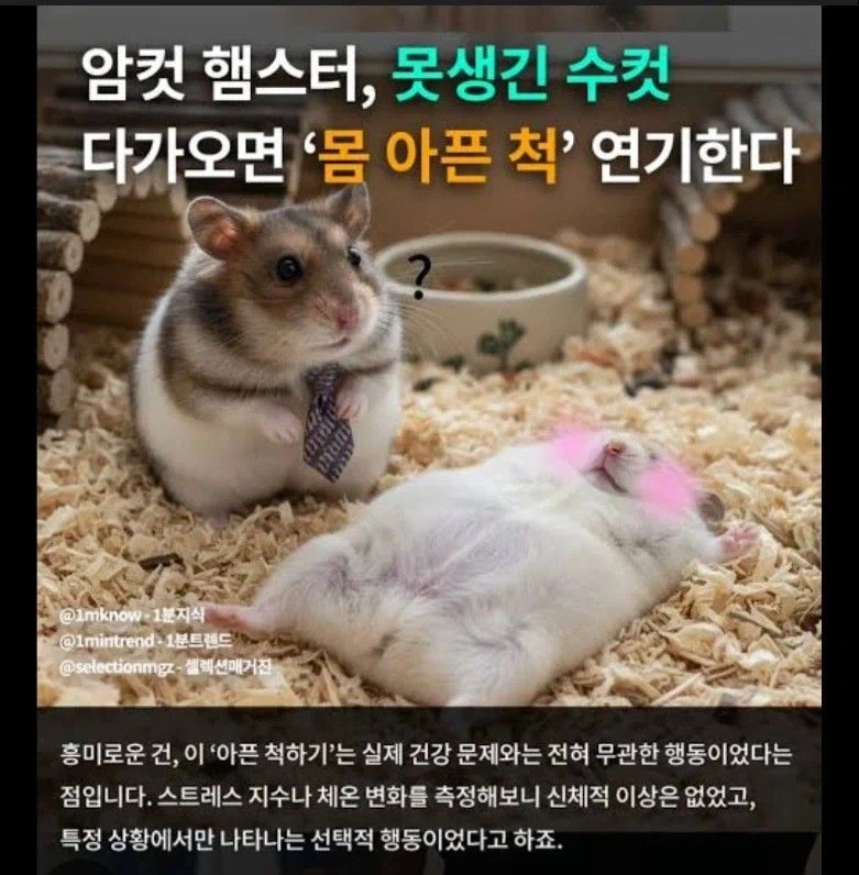 암컷 햄스터, 못생긴 수컷 다가오면 아픈척 연기한다._1.webp