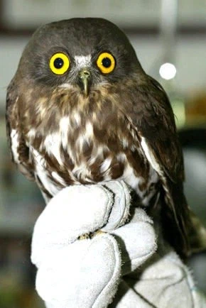 구조되는 솔부엉이들 특징.jpg_1.webp