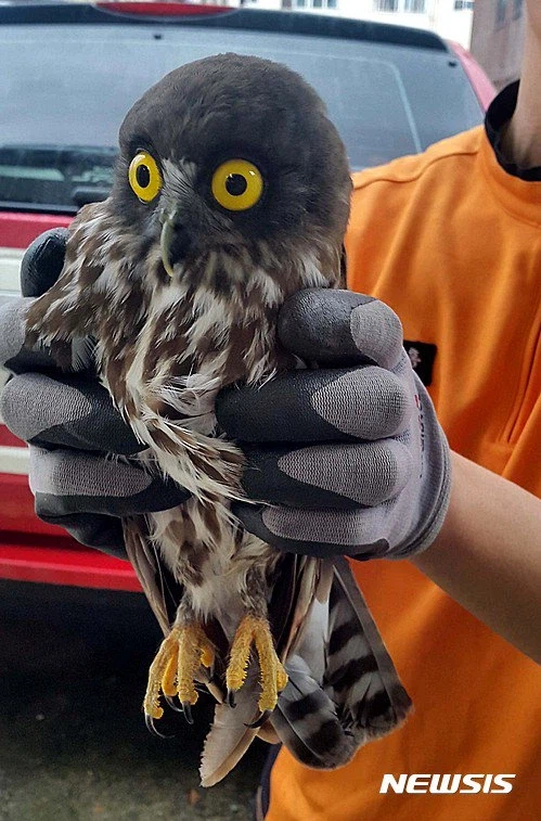 구조되는 솔부엉이들 특징.jpg_2.webp