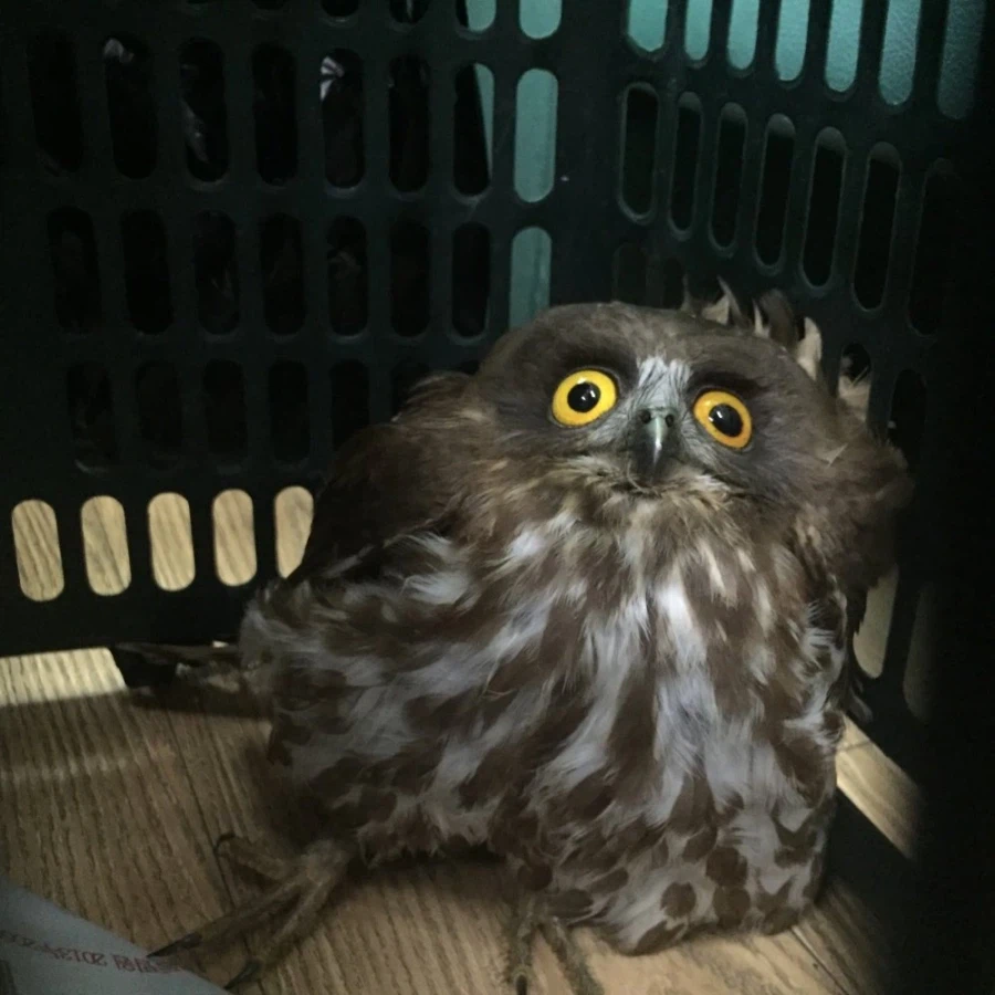 구조되는 솔부엉이들 특징.jpg_3.webp