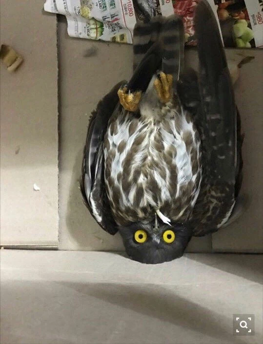 구조되는 솔부엉이들 특징.jpg_4.webp