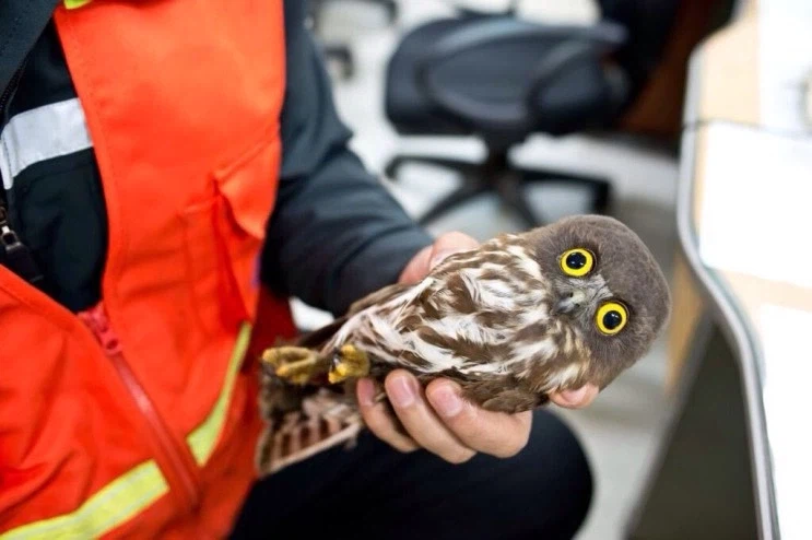 구조되는 솔부엉이들 특징.jpg_5.webp