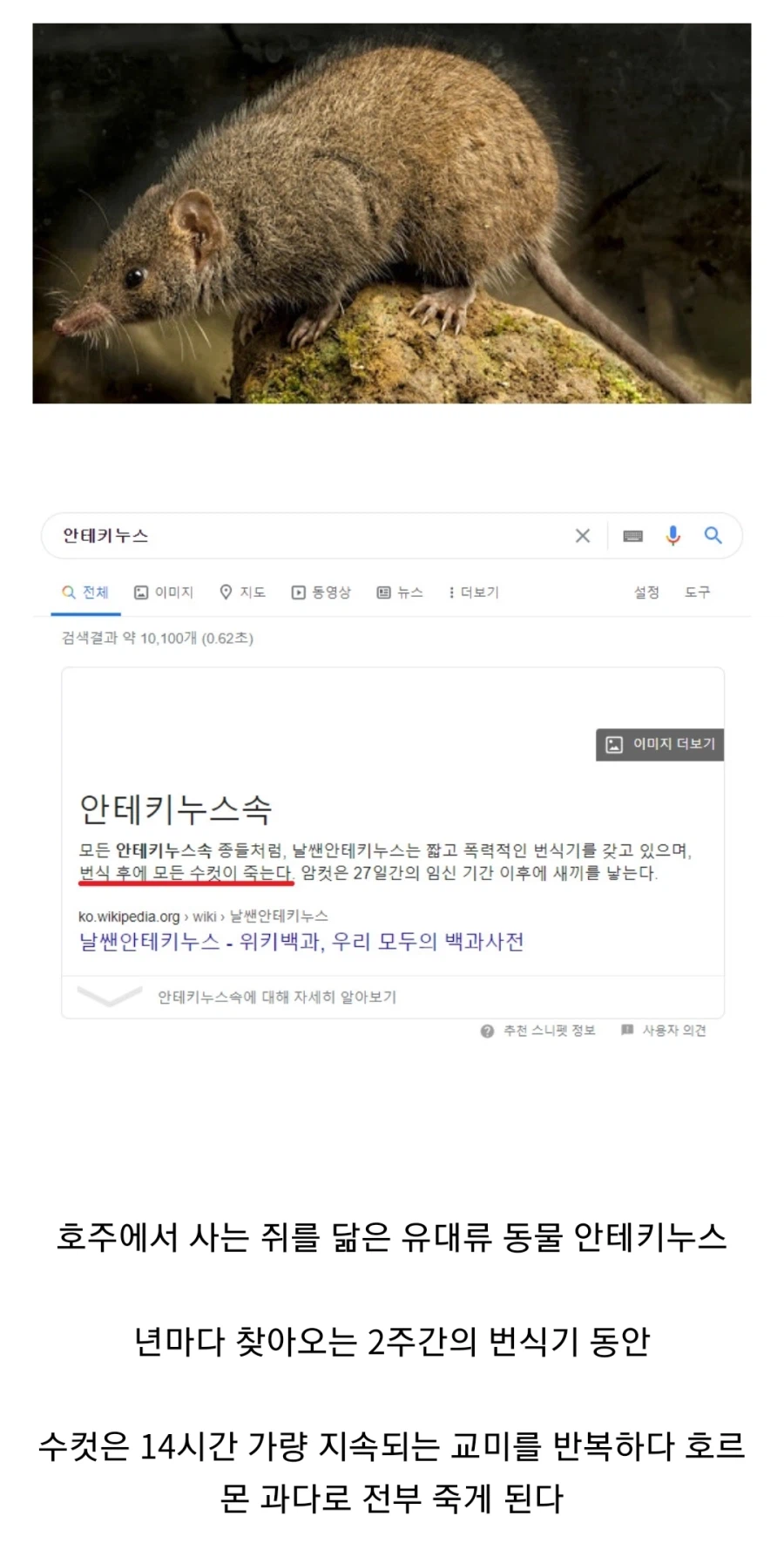 불꽃ㅅㅅ로 생을 마감하는 동물_1.webp