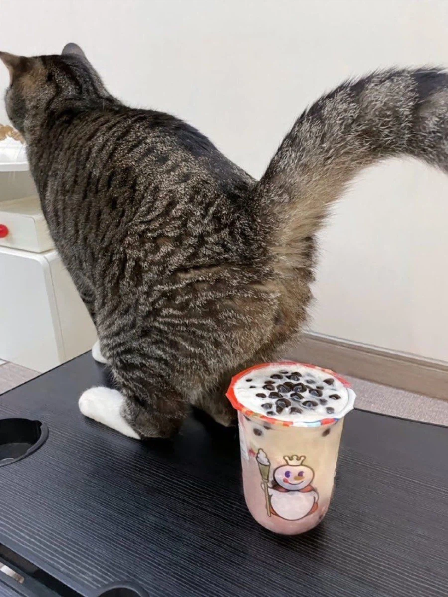 타피오카 펄이 만들어지는 순간_1.webp