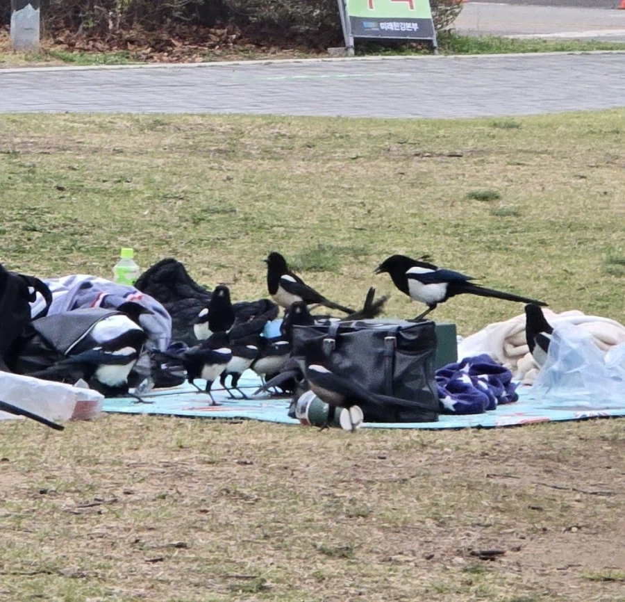 한강의 까치들을 조심...조심하시오.jpg_2.webp