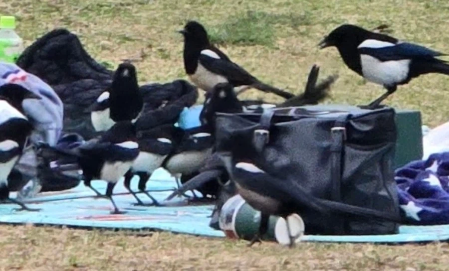 한강에서 짐 두고서 자리를 비우면 안되는 이유_3.webp