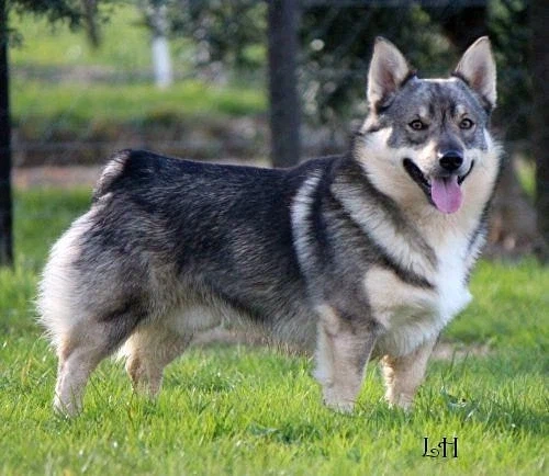 코기와 늑대가 낳은 울프독_1.webp