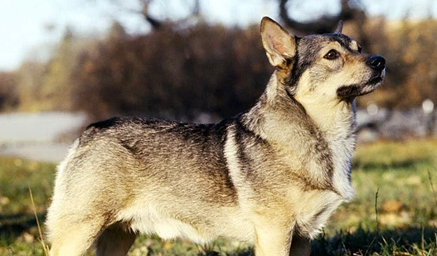 코기와 늑대가 낳은 울프독_2.webp