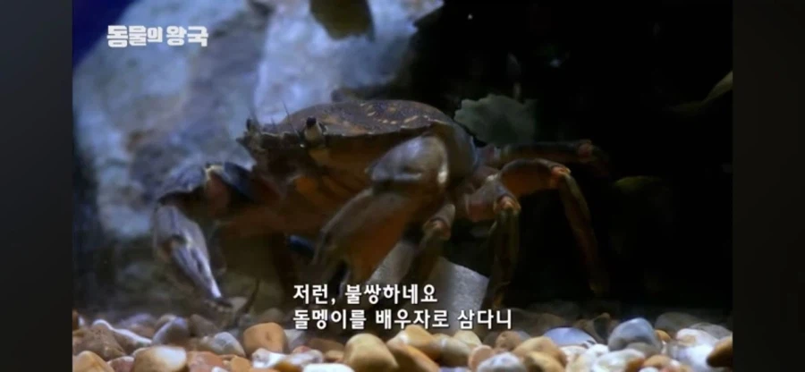 리얼돌이랑 교미하는게 좋은가봐_1.webp