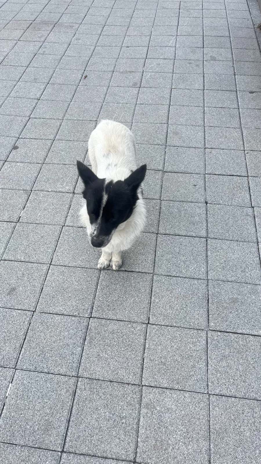 동네 개 찍음_1.webp