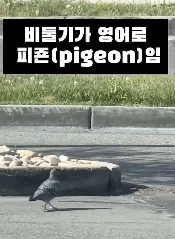 지우가 이 포켓몬을 버린 이유가 설마.._2.webp