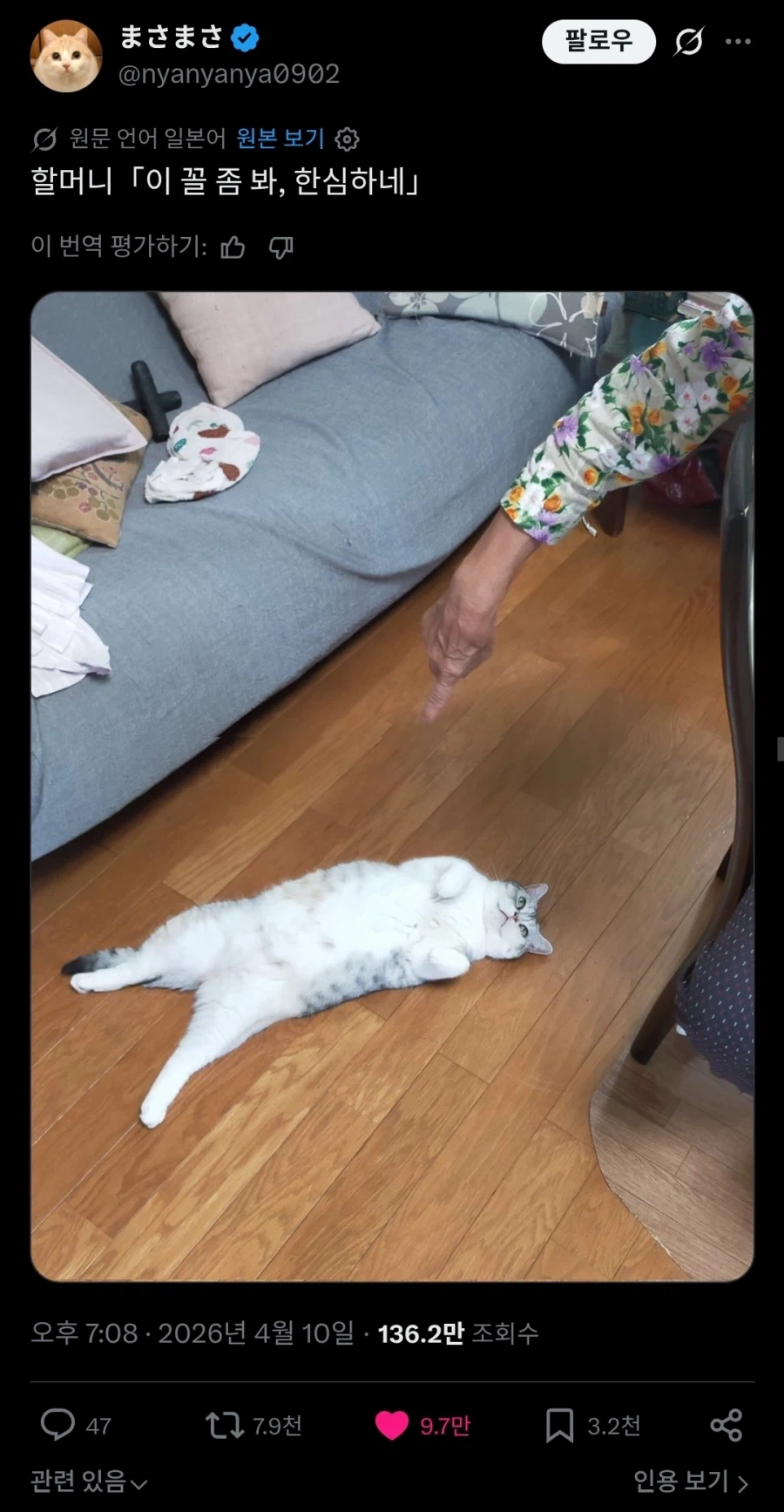 할머니 피셜 한심한 고양이.twit_1.webp