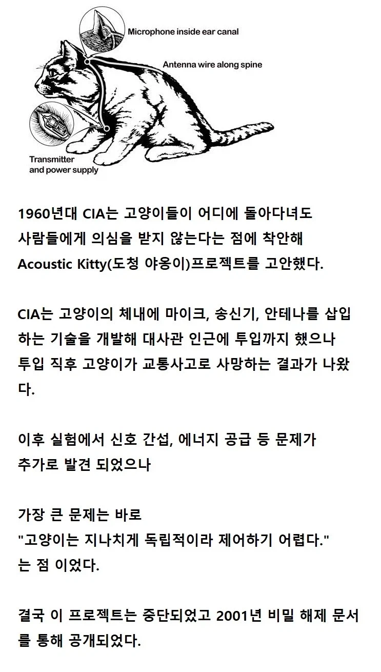 길고양이에 도청장치가 들어있음_1.webp