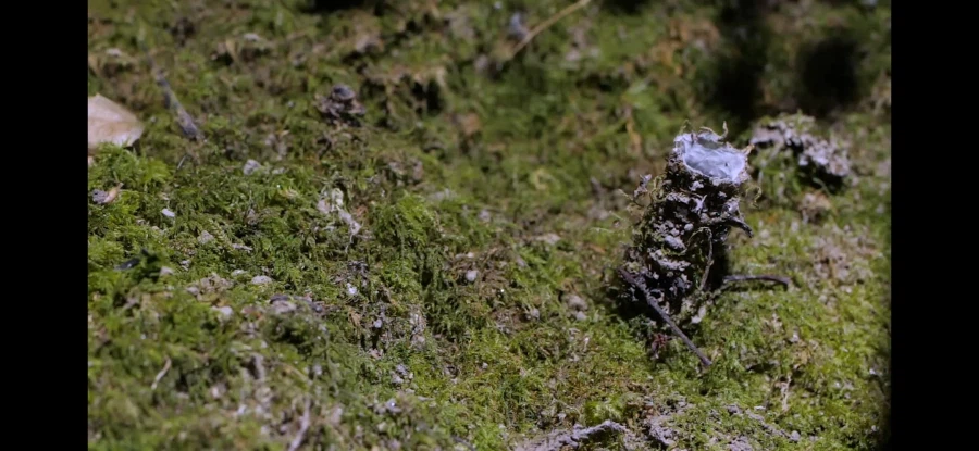 [약혐] 거미 이름이