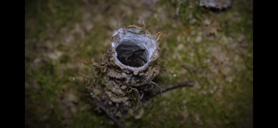 [약혐] 거미 이름이
