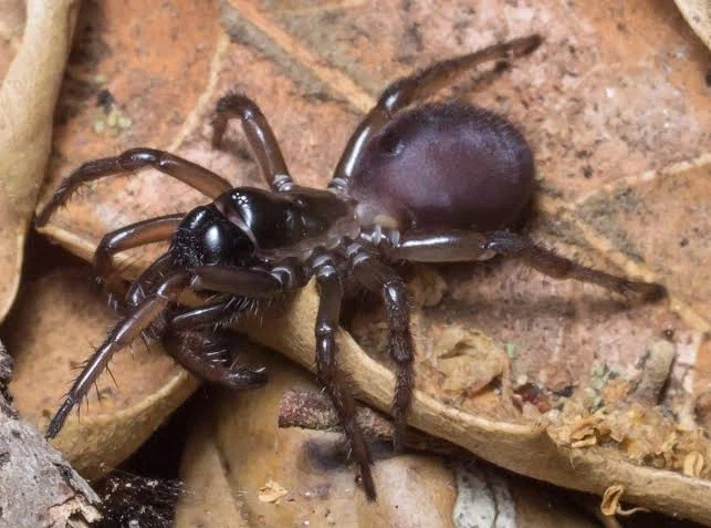 [약혐] 거미 이름이