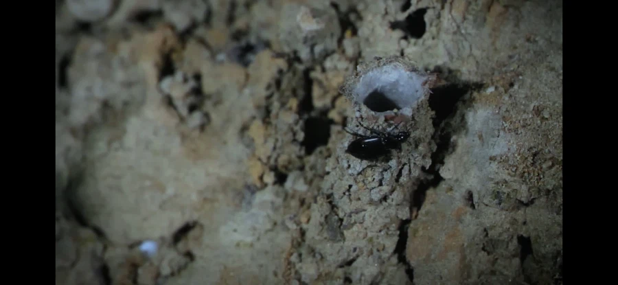 [약혐] 거미 이름이