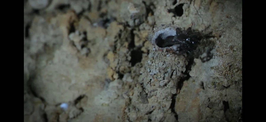 [약혐] 거미 이름이