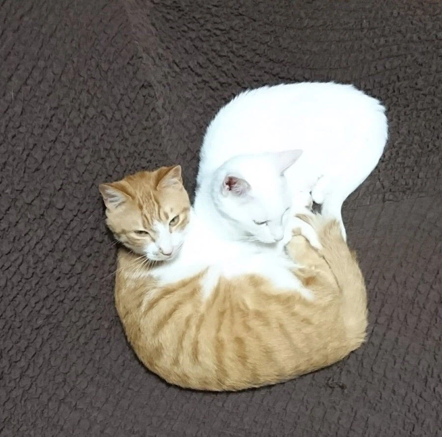 고양이의 충격적인 개체수 증가 방법.jpeg_1.webp