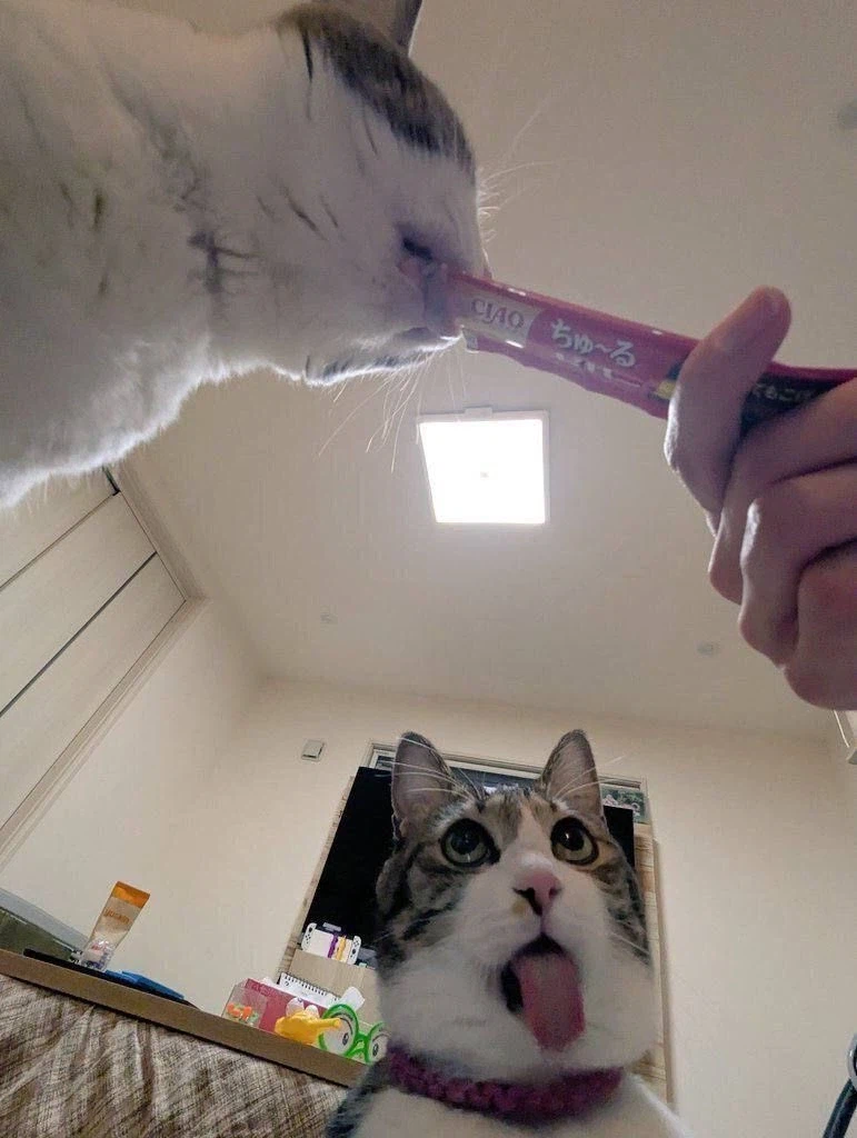 너무나도 정직한 표정.jpg_1.webp