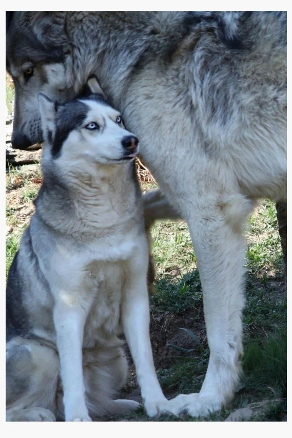 실제로 보면 놀라는 늑대의 체급_1.webp