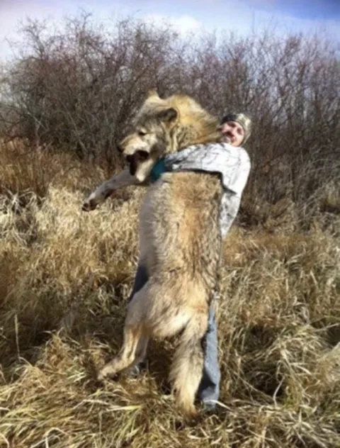 실제로 보면 놀라는 늑대의 체급_2.webp