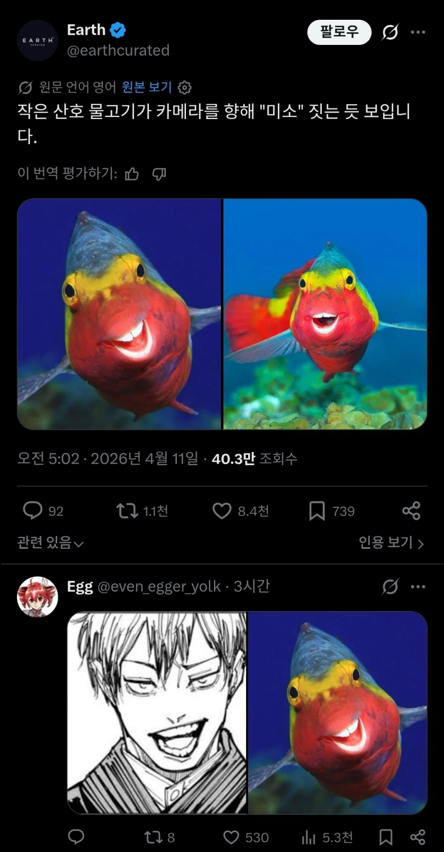 카메라를 보고 미소짓는 작은 산호초 물고기.twit_1.webp