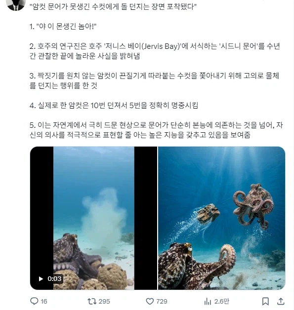 못생긴 수컷 문어를 본 암컷 문어_1.webp