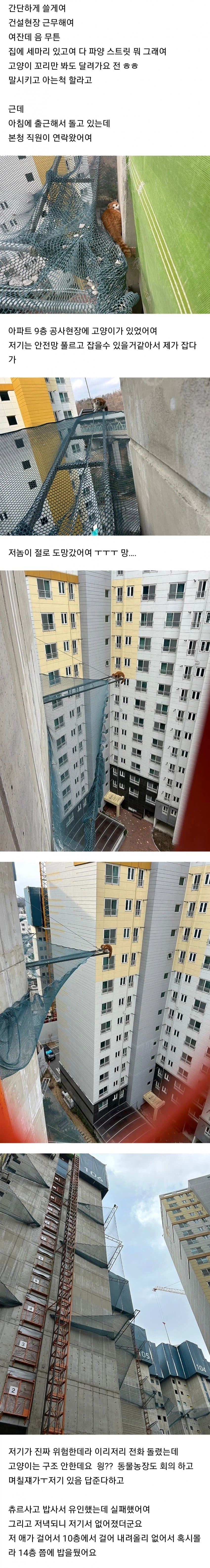 (혐) 고양이에게 물린 캣맘_1.webp