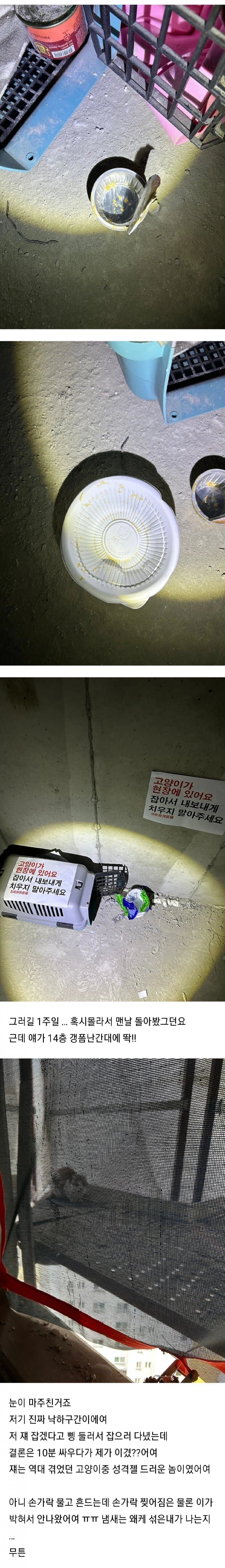 (혐) 고양이에게 물린 캣맘_2.webp