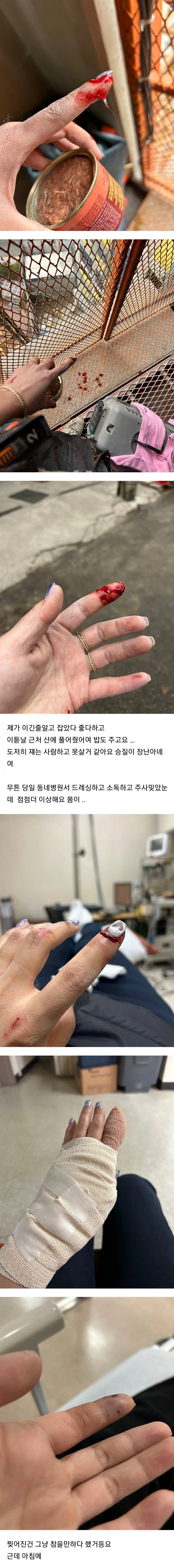 (혐) 고양이에게 물린 캣맘_3.webp