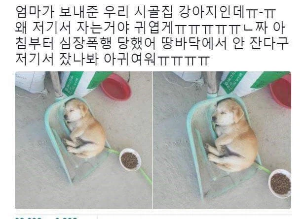 시골 강아지의 강렬한 폭력_1.webp