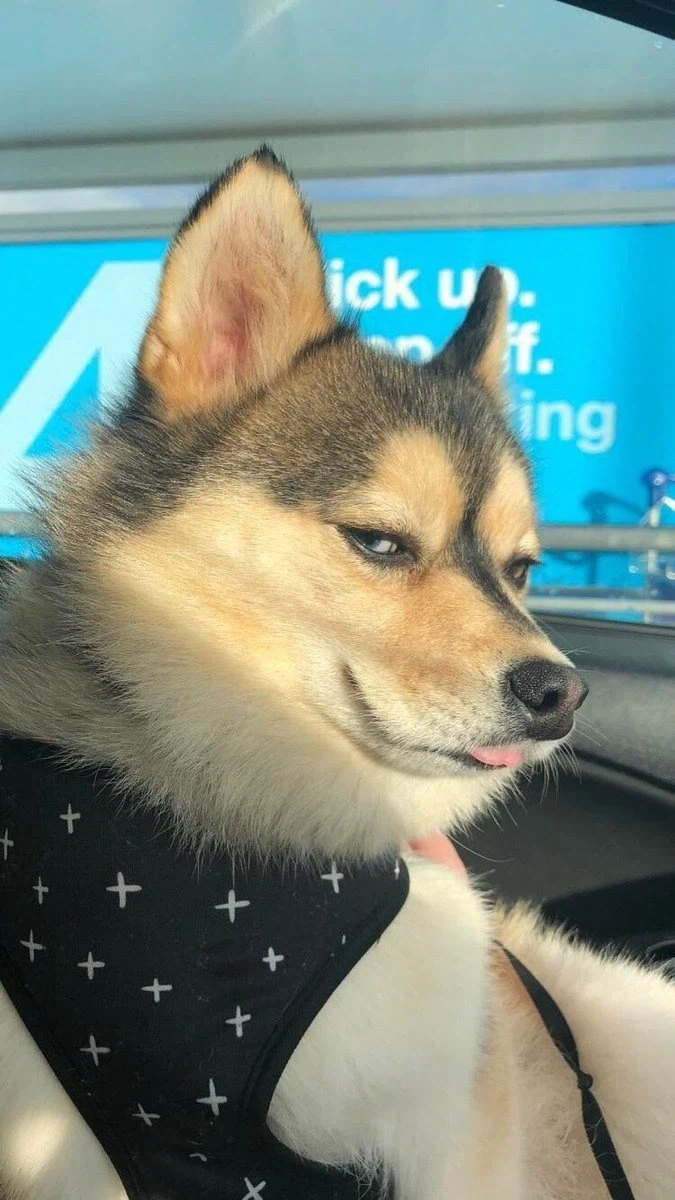 너희 강아지 물어?_1.webp