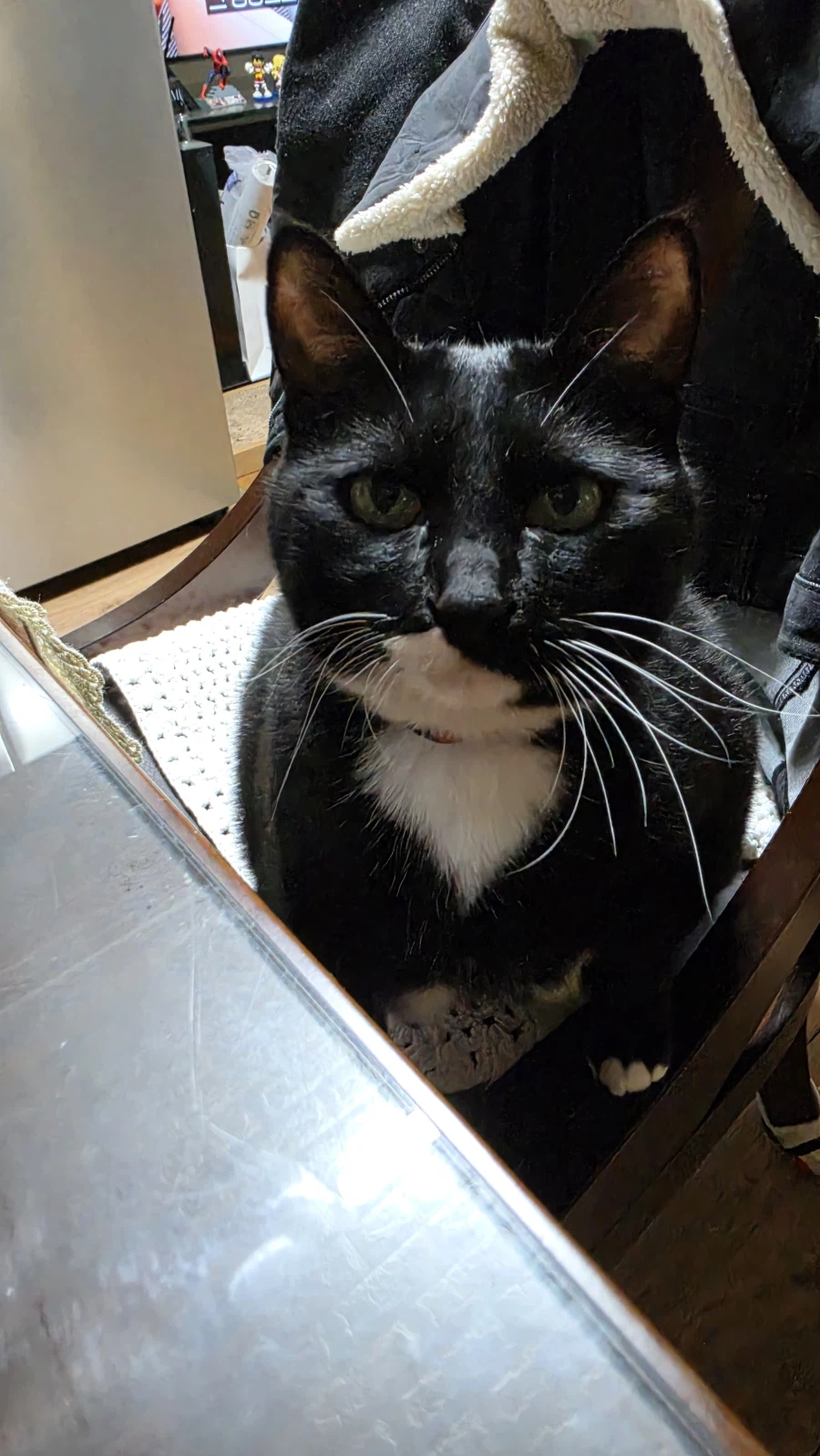 야옹이랑 한잔함_5.webp