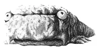 오크들의 육류,