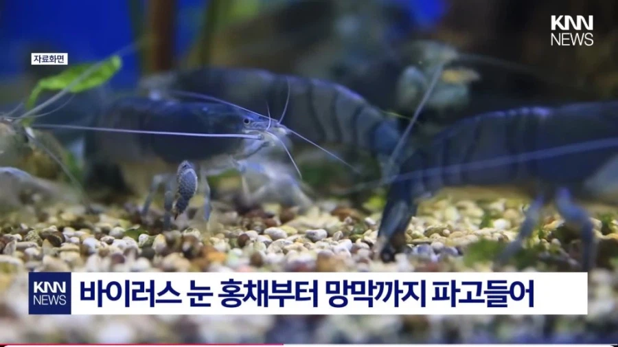 중국발 미스테리 눈병_4.webp